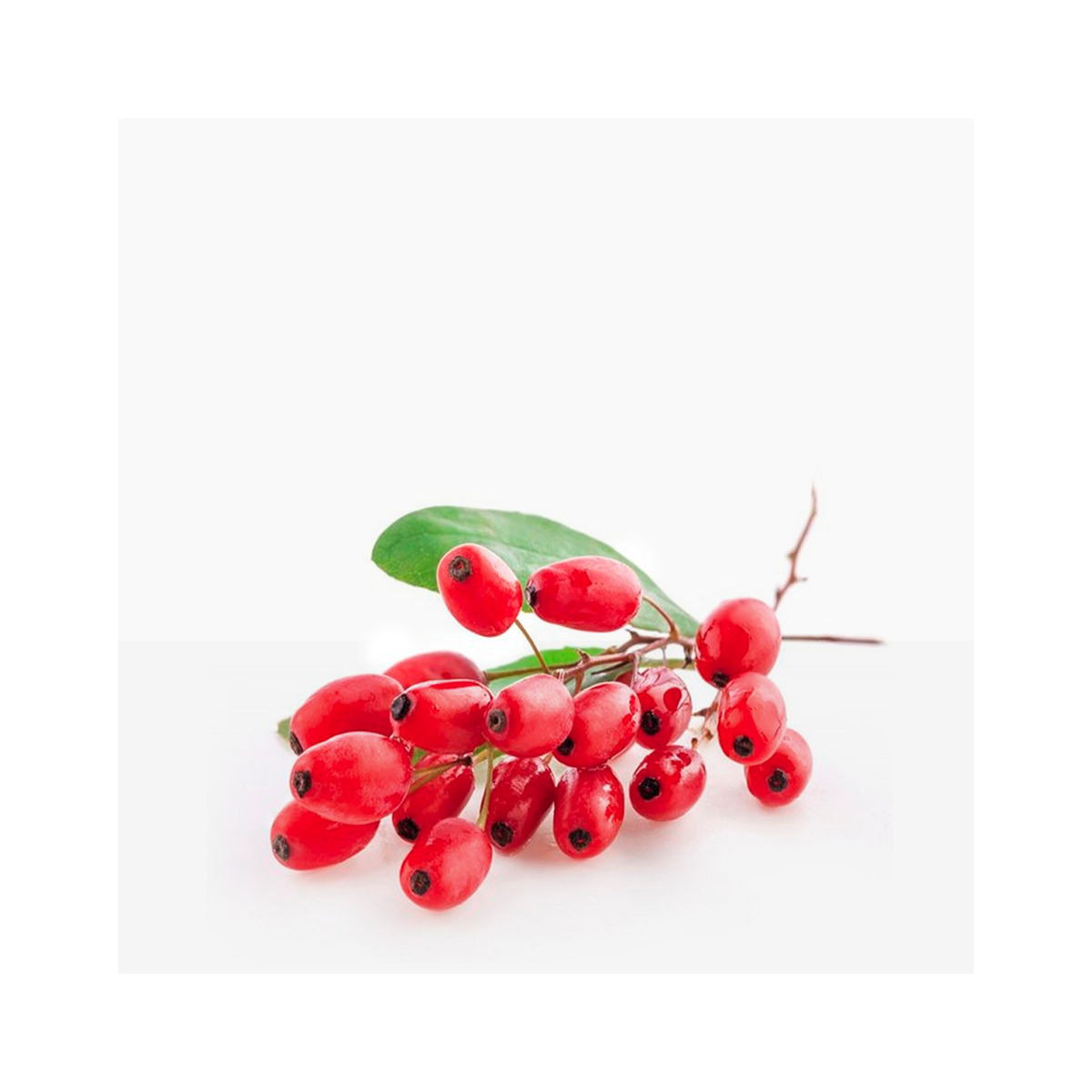 Barberry