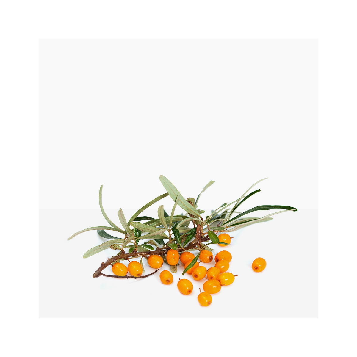 Sea buckthorn