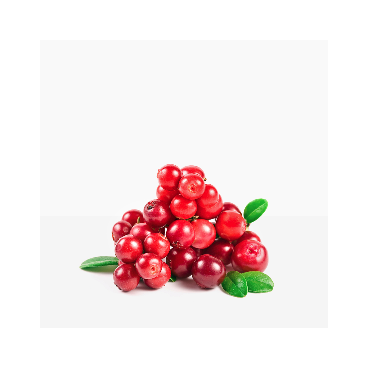 Lingonberry